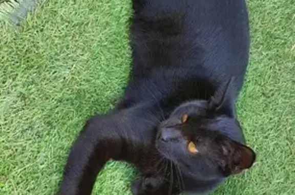 Chat non castré trouvé Avenue Arletty - photo