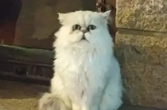 Animaux perdus Saint-Thuriau, photo: Chat persan chinchilla perdu à Saint-Thuriau