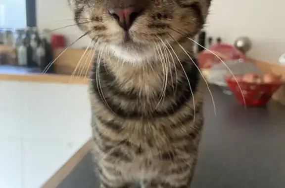 Chat trouvé Paris, photo: Chat mâle 6 mois trouvé Av. de Choisy, Paris