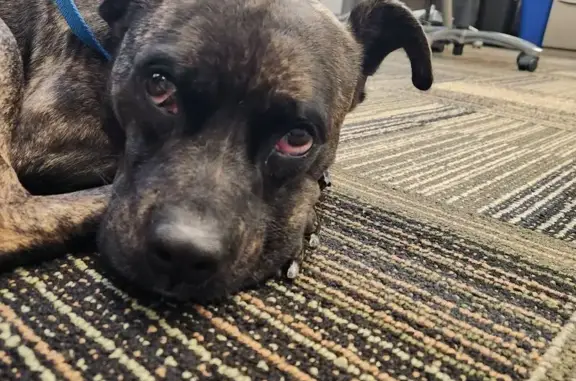 Found Brindle Dog in Mesa - Sweet & Playful