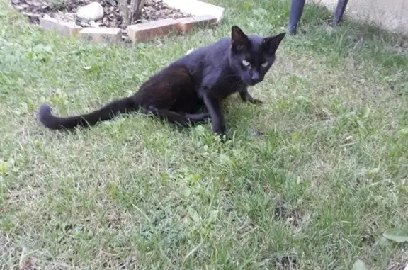 Animaux trouvés Saint-Germain-sur-Morin, photo: Chat noir mâle trouvé, castré, sociable