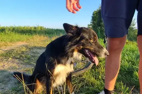 Chien trouvé , photo: Border Collie tricolore trouvé à Montaut