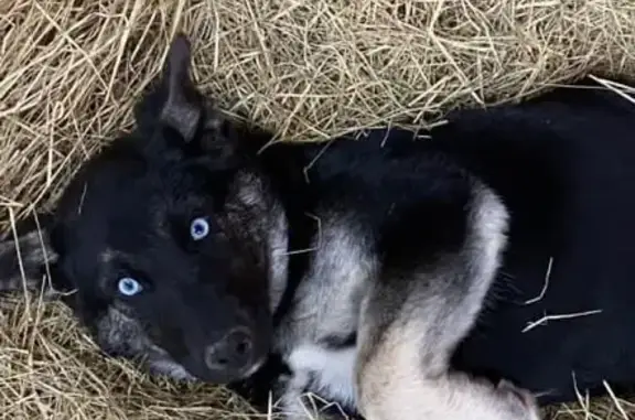 Lost 10-Month Husky/Shepherd in Madison