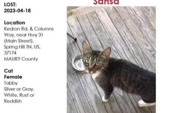 Missing Tabby Cat: 4-Yr-Old Female, Spring Hill