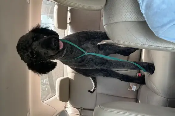 Lost Black Golden Doodle on Dunn Rd, Osceola