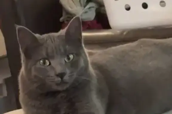 Missing Russian Blue Cat - 5th St NW, Valley City