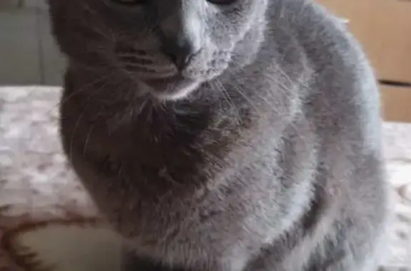 Missing Grey Male Cat - Last Seen Aug 25