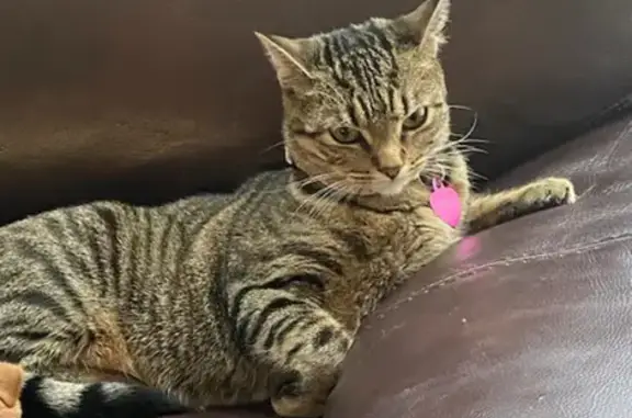 Missing Tabby Cat - Pink Heart Collar, Hernia