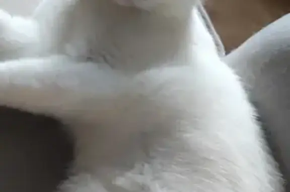Chatte blanche perdue à Obenheim, 200€ récompense - photo
