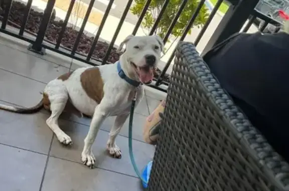 Missing Dog: White & Brown, Blue Collar, Orlando