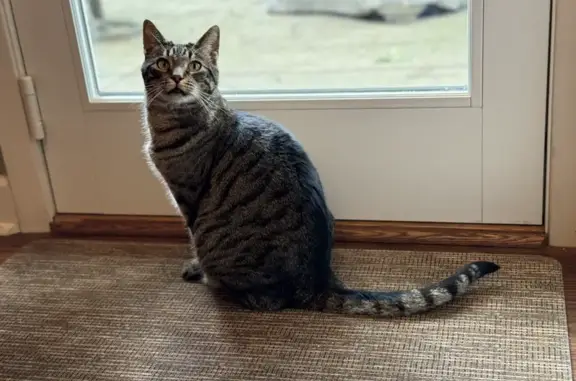 Missing Cat: Bubby, Gray/Black Tabby in Columbus