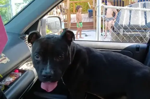 Friendly Black Pitbull Found Near Waffle House