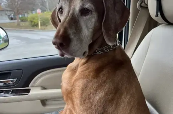 Lost 9-Year-Old Vizsla in Leesburg Area