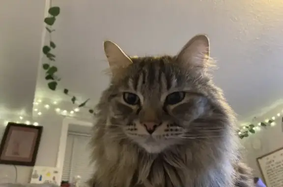 Lost Fluffy Neutered Cat - Boise, La Pan Dr