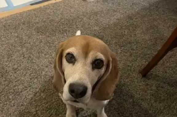 Missing Tricolor Beagle in Queens Village