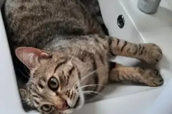 Chat européen tigré disparu à Bernos-Beaulac - photo