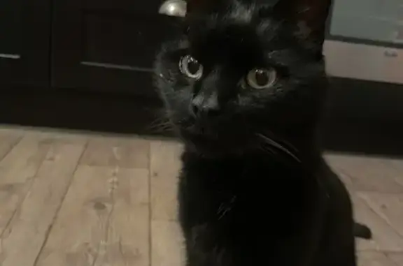 Chat noir trouvé, docile, cherche propriétaires - photo