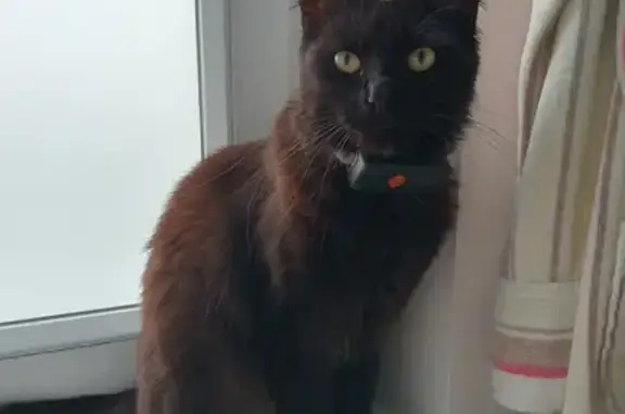 Animaux perdus Bolbec, photo: Chat femelle noir perdu à Bolbec