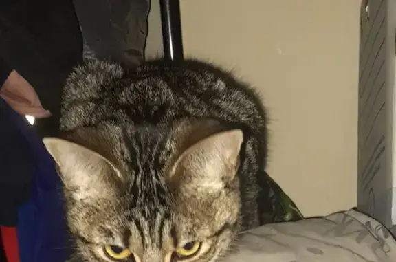 Missing Small Tabby Cat in Griswold Heights