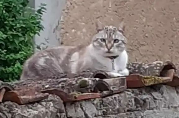 Animaux perdus Dieue-sur-Meuse, photo: Chat perdu à Dieue-sur-Meuse : Paulo