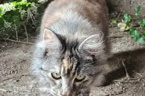 Chatte sourde 1,5 an trouvée à Argentonnay - photo