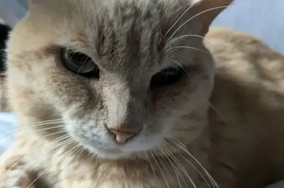 Chat européen roux trouvé à Verrières-en-Anjou - photo