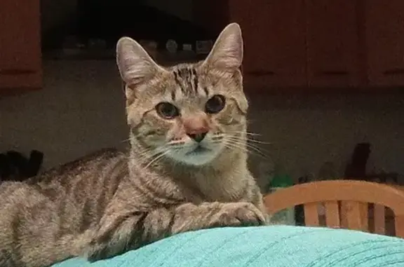 Chat perdu: mâle stérilisé URSULE à Aurillac - photo