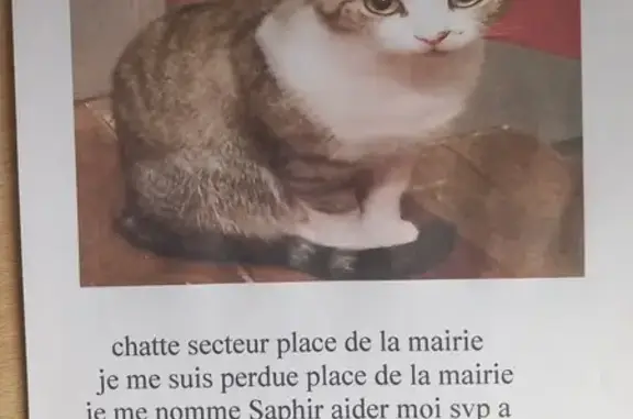 Chat tricolore Saphir perdu à Ernée - photo