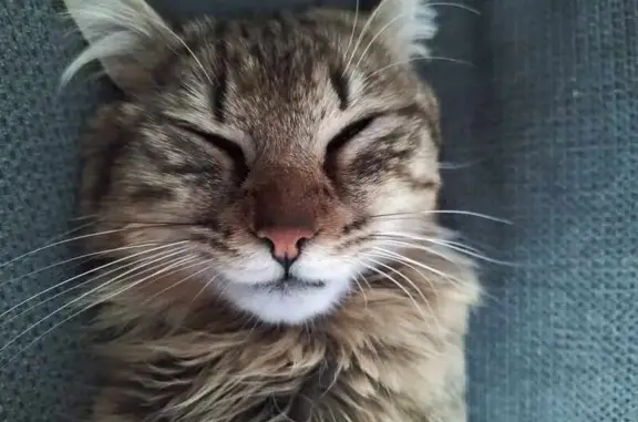 Chat perdu, , photo: Chat mâle perdu à L'Armanderie, Averton