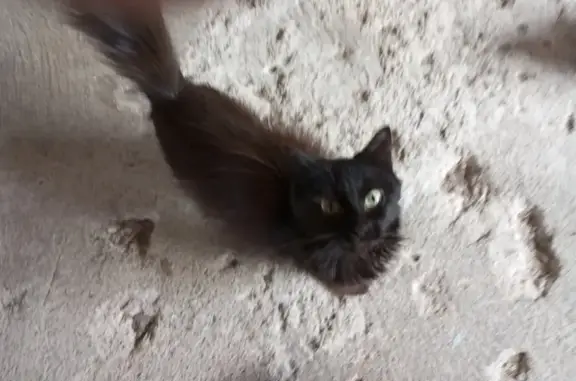 Chatte noire et son chaton trouvés à Saint-Domet - photo