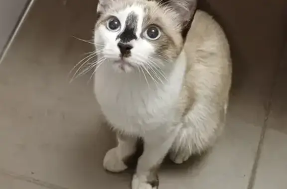 Animaux trouvés Toulouse, photo: Chaton mâle typé siamois trouvé à Toulouse