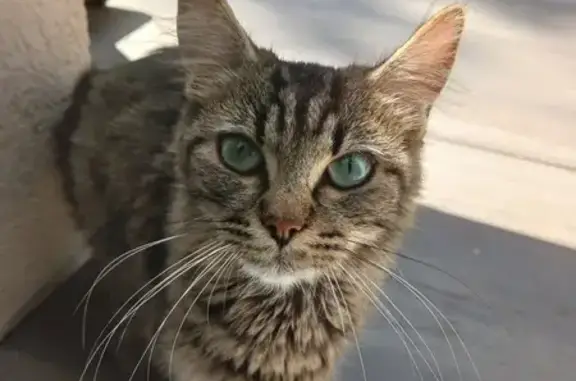 Chat gris tigré femelle trouvé à Anjou - photo