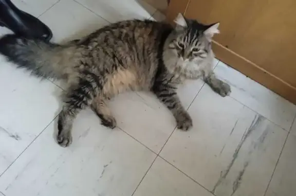 Chat trouvé à minuit, Tours, 27 août 2024 - photo