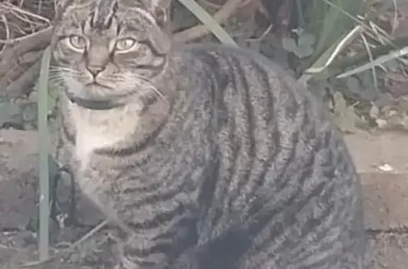 Sweet Grey Striped Cat Found - Loerie St, KP