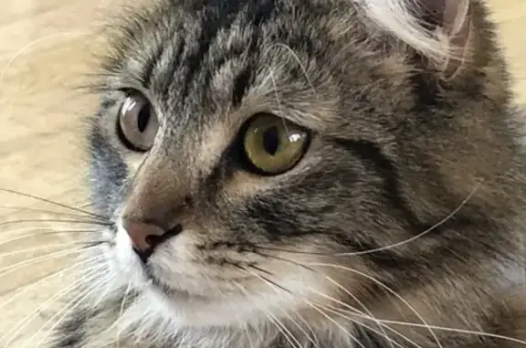 Animaux perdus Larmor-Baden, photo: Chat sibérien disparu à Larmor-Baden