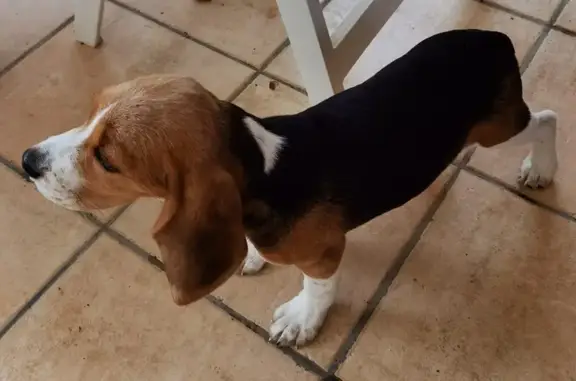 Chien perdu Saint-Benoît, photo : Beagle femelle 3 mois disparue à Saint-Benoît