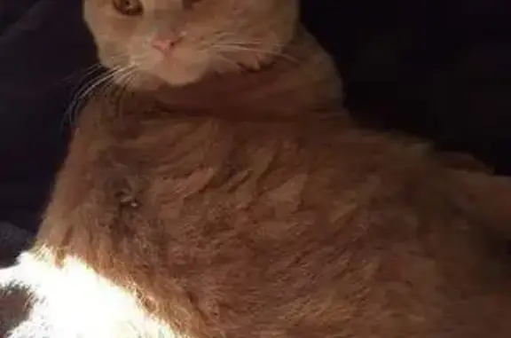 Chat mâle crème perdu, castré et pucé - photo