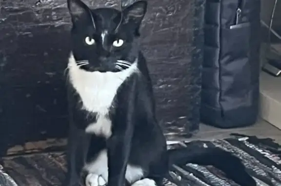 Chat noir perdu à Annecy, très craintif - photo
