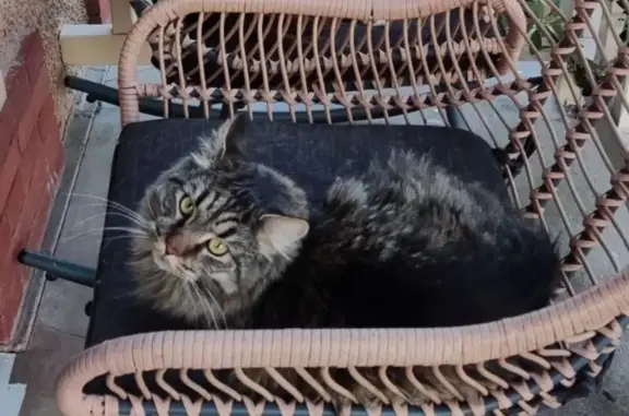 Animaux perdus Le Grand-Pressigny, photo: Chat disparu: Nounours, 3 ans, tigré gris