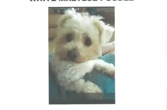 Lost White Maltese Poodle in Berea Area