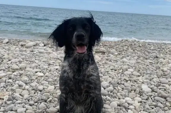 Animales perdidos , foto: Perro Bretón Perdido en Alcanar - Ayuda