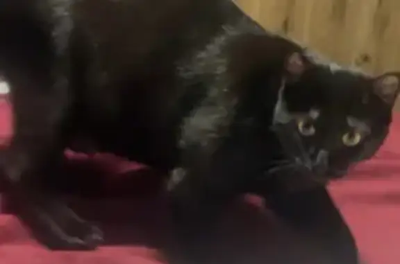 ¡Gata Negra Perdida! Lua, Cariñosa y Gordita