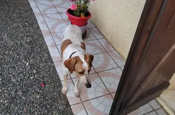 Chien trouvé , photo: Chienne trouvée avec collier marron à Poiseux