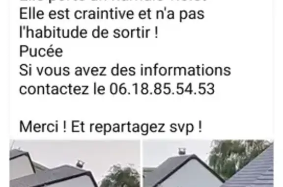 Chat perdu, Saint-Christophe-sur-le-Nais, photo: Chatte européenne marron et blanc disparue