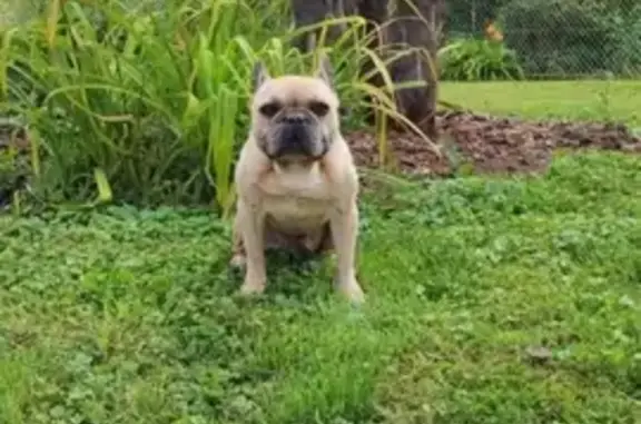 Chien perdu Dormans, photo : Bouledogue français crème 11 ans perdu à Dormans