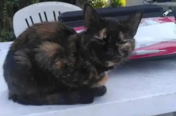 Chatte écaille de tortue trouvée à Ravenel - photo