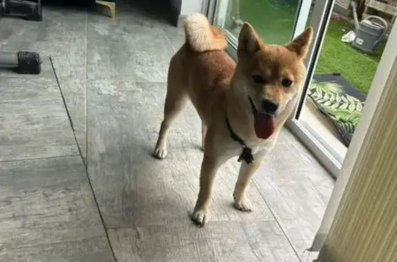 Animaux perdus Bon-Encontre, photo: Chien Shiba perdu ce matin à Bon-Encontre