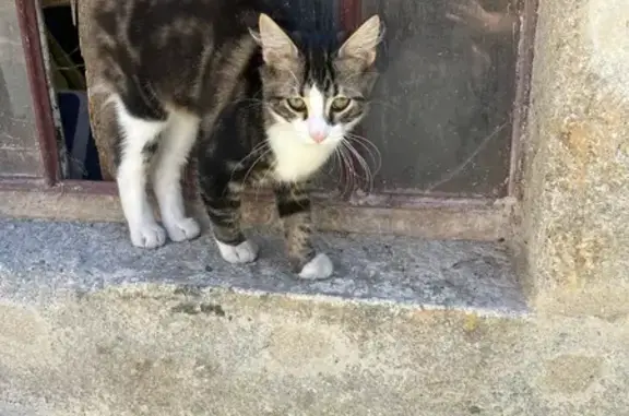 Chat trouvé au Moulin Payre, La Terrasse-sur-Dorlay - photo