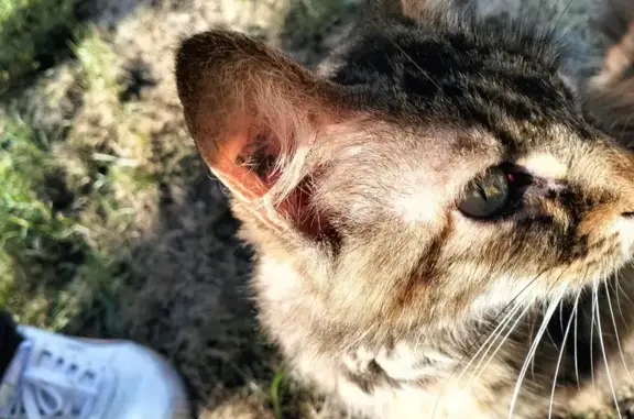 Animaux trouvés Verberie, photo: Chatte marron maigre trouvée à Verberie