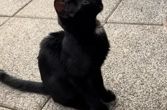 Chat noir mâle trouvé à Fegersheim - photo